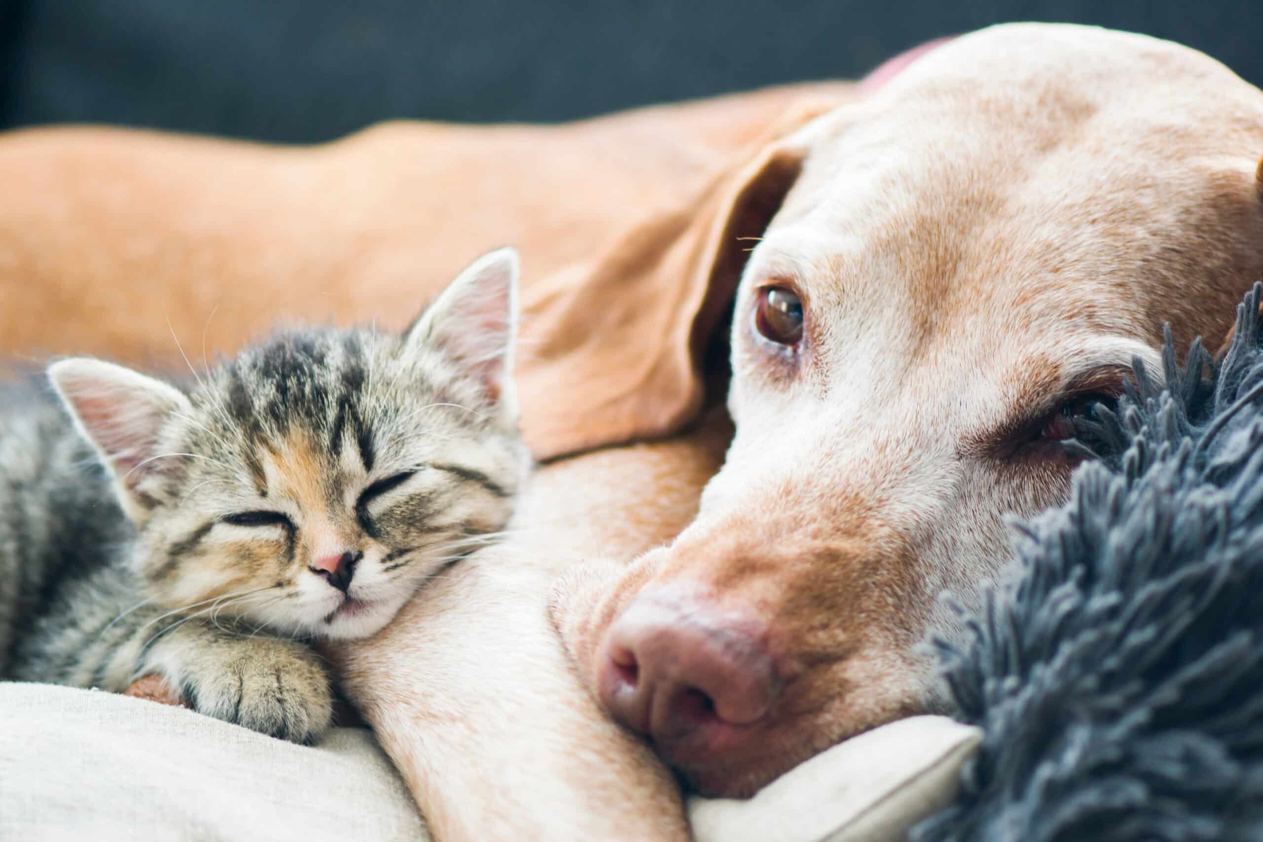 Dog and small cat laying on a couch