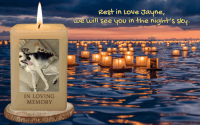 🐾 In Loving Memory of Jayne Whitlatch – Our Best Puppy Dog 🐾