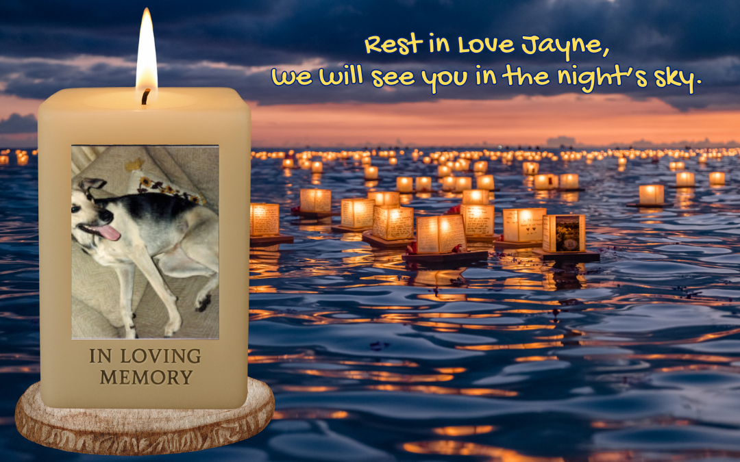 🐾 In Loving Memory of Jayne Whitlatch – Our Best Puppy Dog 🐾