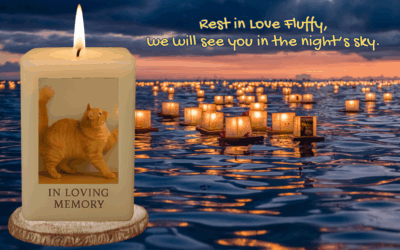 💔Missing Fluffy … Knowing She Is In Peace Provides Comfort