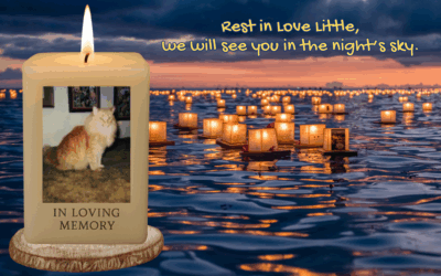 🐾 Missing My Cat Little – Coping With Pet Loss & Grief