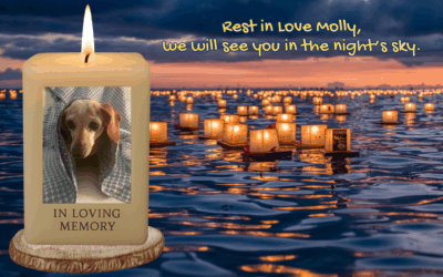 🌟 Tribute to My Soul Dog: Dear Molly, You Were So Loved 🐾✨