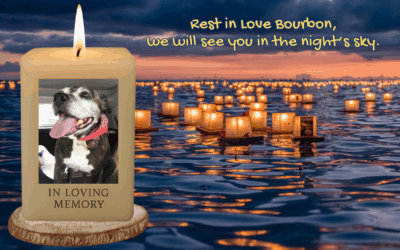 🌸 Sweetest Girl – Our Beloved Rescue Dog, Bourbon 🐾