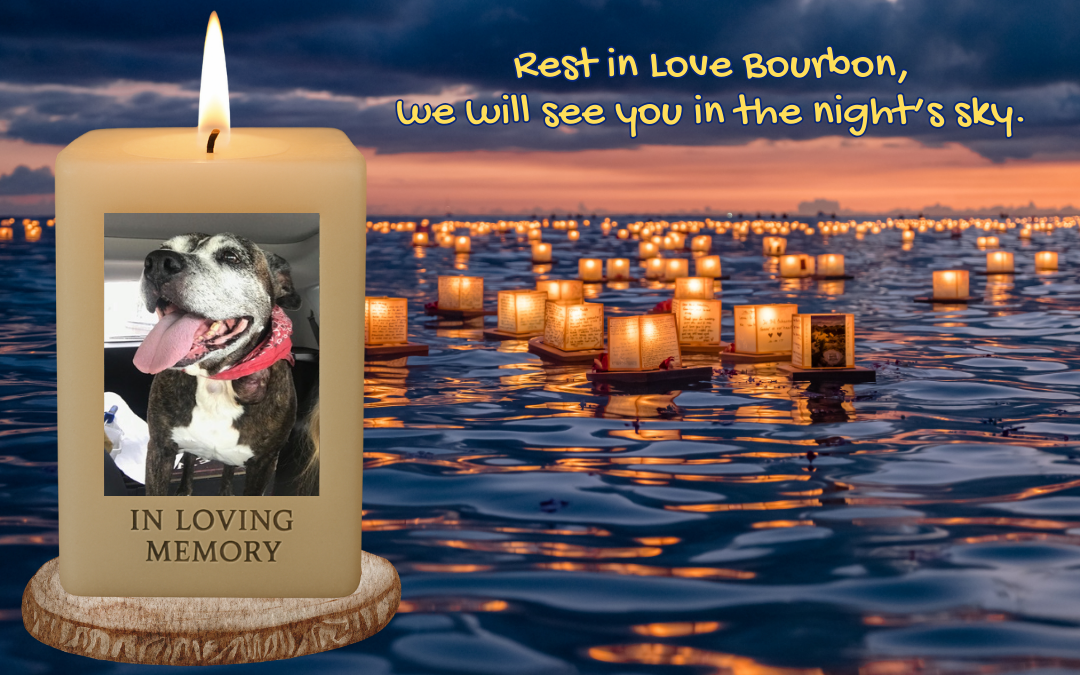 🌸 Sweetest Girl – Our Beloved Rescue Dog, Bourbon 🐾