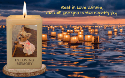 🌟 Precious Winnie – Our Sweet Rescue Pup 🌟