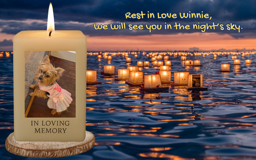 🌟 Precious Winnie – Our Sweet Rescue Pup 🌟