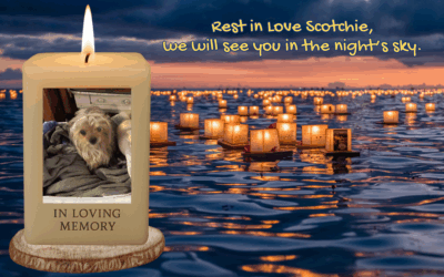 🌟 Our Surprise Guy – Scotchie’s Journey 🐾