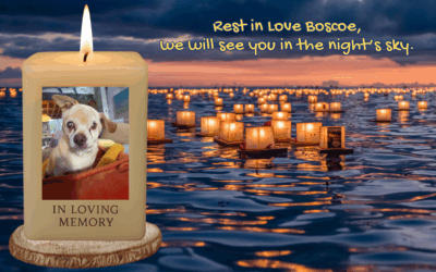 🌟 The Best Lil Guy: A Rescue Dog’s Journey of Love & Joy 🐾