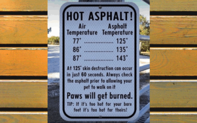 Hustle Love Paws Summer Tips