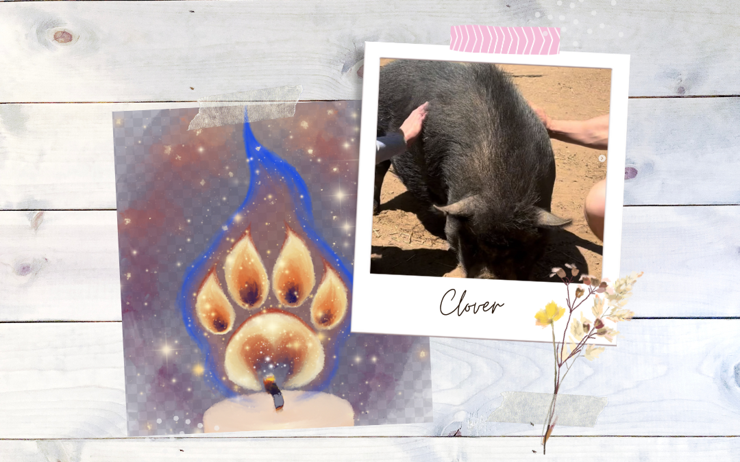🐾 In Memory of Clover & All Unadopted Rescue Pets 🐾