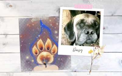 🌈🐾 In Loving Memory of Daisy 🐾🌈