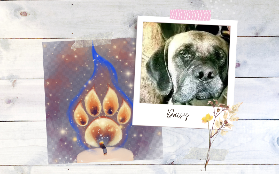 🌈🐾 In Loving Memory of Daisy 🐾🌈