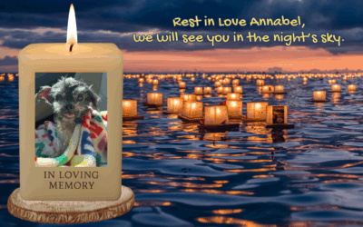 🌸 A Tribute to Annabel 🌸