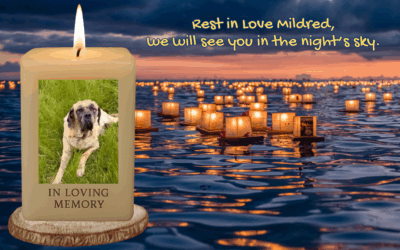 🐾 Sweet Mildred – Forever in Our Hearts 🕯️🌈