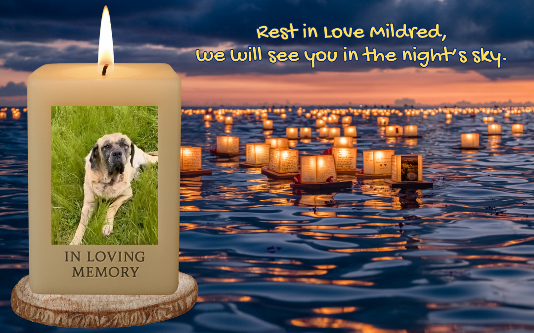 🐾 Sweet Mildred – Forever in Our Hearts 🕯️🌈