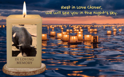 🐾 In Memory of Clover & All Unadopted Rescue Pets 🐾