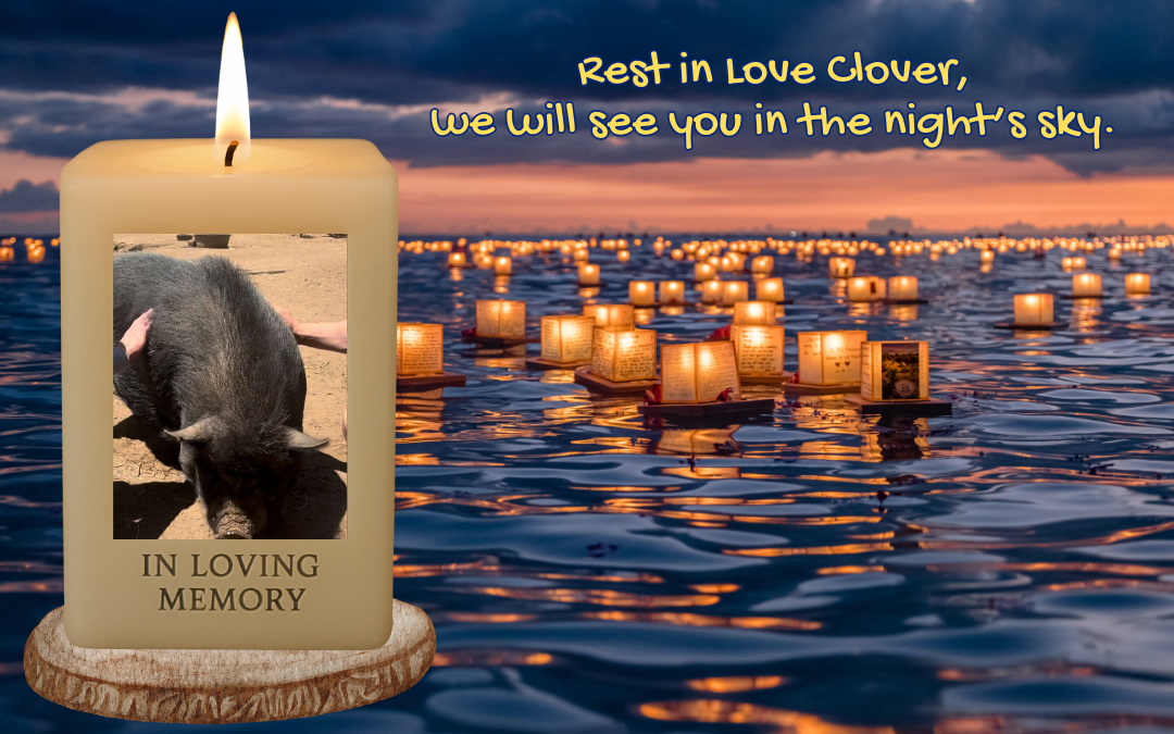 🐾 In Memory of Clover & All Unadopted Rescue Pets 🐾