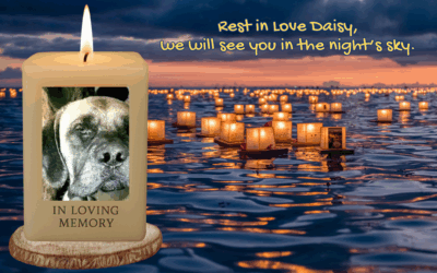 🌈🐾 In Loving Memory of Daisy 🐾🌈