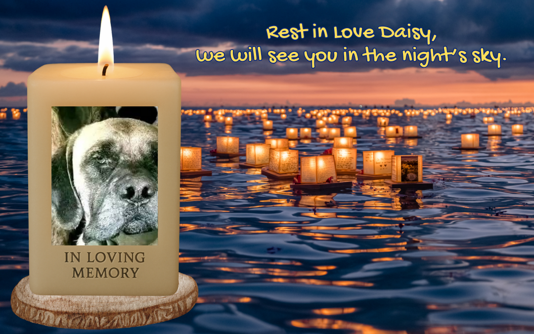 🌈🐾 In Loving Memory of Daisy 🐾🌈