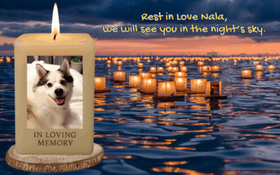 In Loving Memory of Nala Renee Willow O’Connor 🩷
