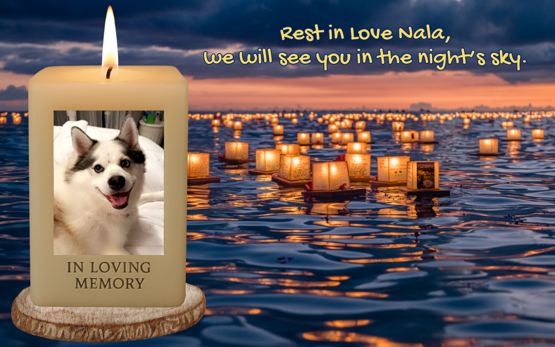 In Loving Memory of Nala Renee Willow O’Connor 🩷