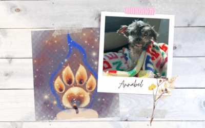 🌸 A Tribute to Annabel 🌸