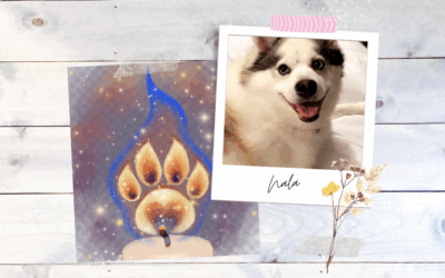 In Loving Memory of Nala Renee Willow O’Connor 🩷