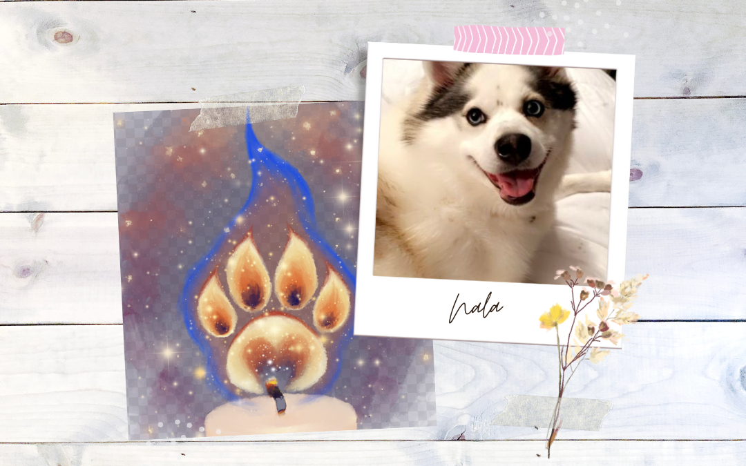 In Loving Memory of Nala Renee Willow O’Connor 🩷