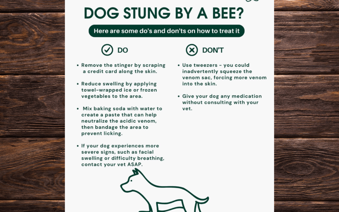 🐶 Dog Stung by a Bee? Here’s What to Do 🐝