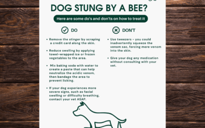 🐶 Dog Stung by a Bee? Here’s What to Do 🐝