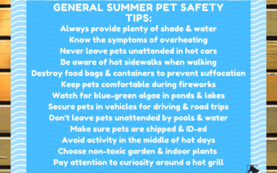 🐾 Summer Pet Safety Tips Every Pet Parent Needs to Know ☀️