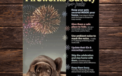 🎆 July 4th Pet Safety Tips 🇺🇸