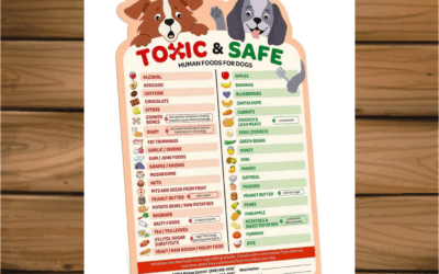 🐶 Can My Dog Eat That? The Ultimate Snack Safety Guide!