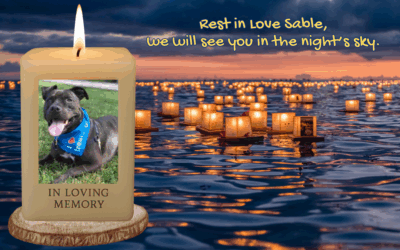 Honoring Sweet Sable 🌈💙🐾