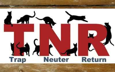 🐾 Trap-Neuter-Return (TNR) for Community Cats