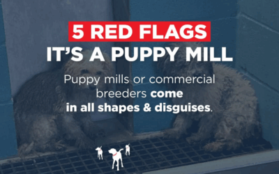 🚫🐶 5 Red Flags: It’s a Puppy Mill