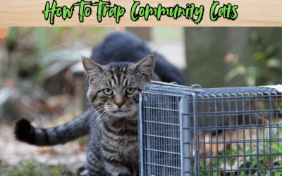 🐾 How to Trap Community Cats: A Complete TNR Guide