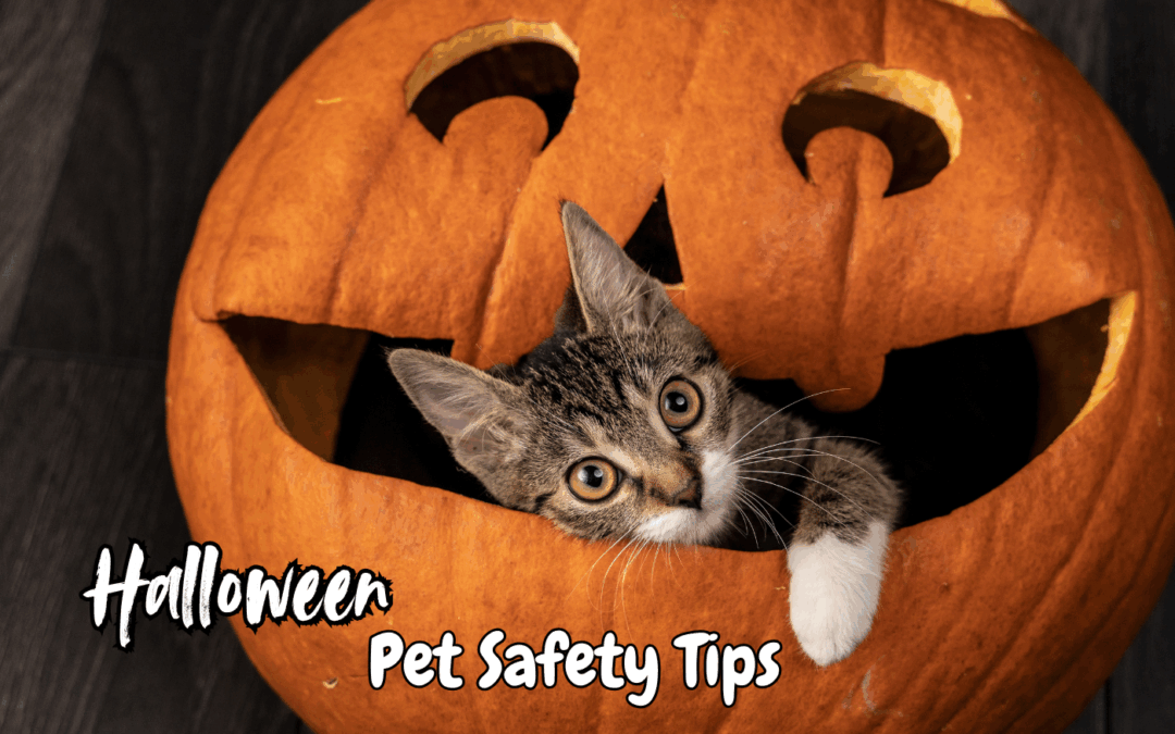 🎃 Halloween Pet Safety Tips: Keep Your Furry Friends Safe This Spooky Season!