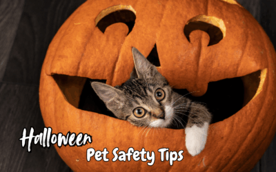 🎃 Halloween Pet Safety Tips: Keep Your Furry Friends Safe This Spooky Season!
