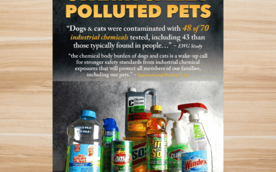 🌿 What You Use to Clean 🧽 Your Home Ends Up Inside Your Pet 🐶🐱