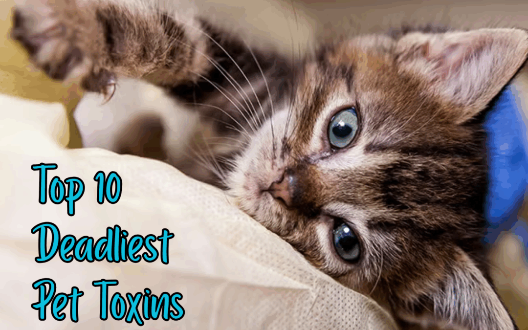 🐾 The Top 10 Deadliest Pet Toxins Every Pet Parent Should Know