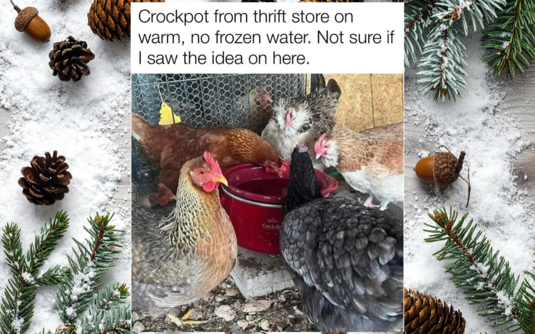 ❄️ Winter Animal Care Tips: Keeping Chickens & Other Homestead Animals Warm All Season