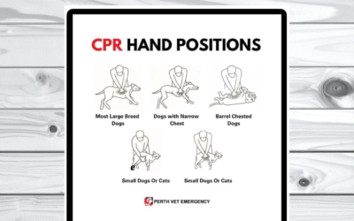 CPR Hand Positions for Pets 🐶🐱