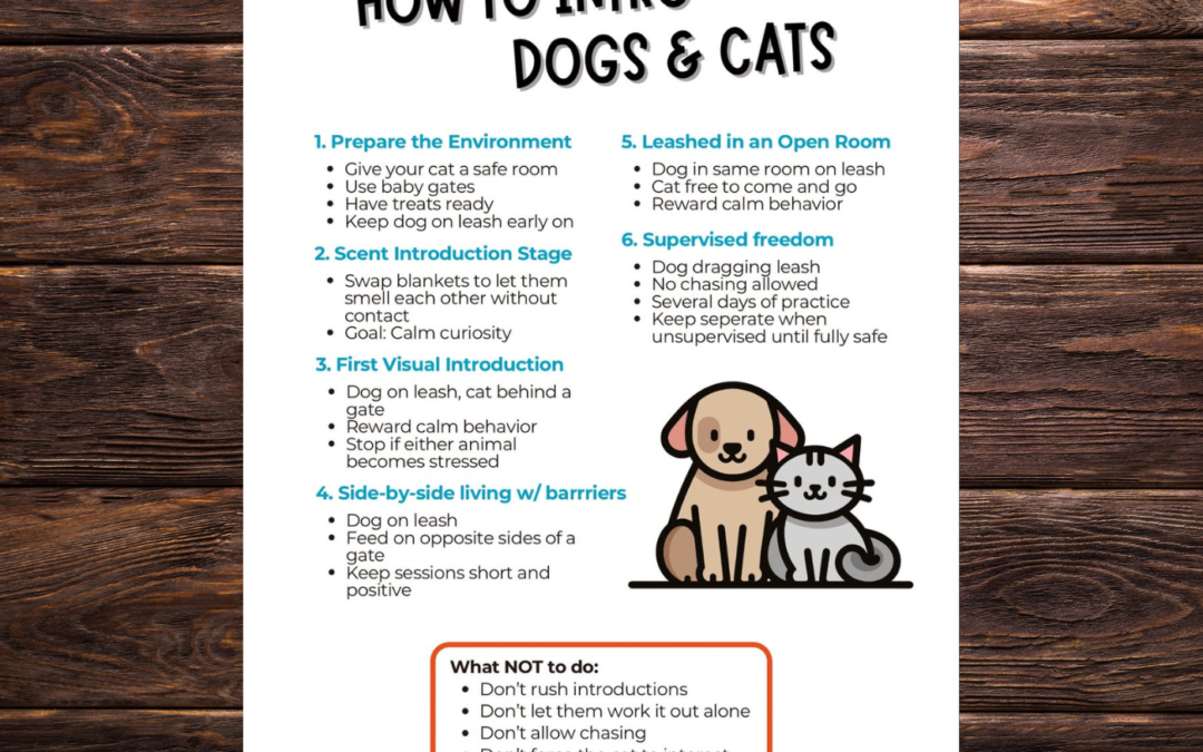 🐶🐱 How to Safely Introduce Dogs and Cats: The Ultimate Guide for Pet Parents