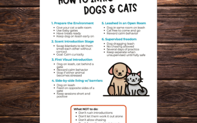 🐶🐱 How to Safely Introduce Dogs and Cats: The Ultimate Guide for Pet Parents