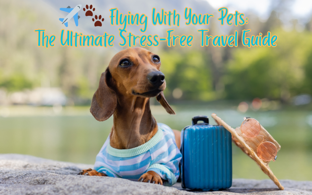 ✈️🐾 Flying With Your Pets: The Ultimate Stress‑Free Travel Guide