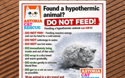 🚨❄️ IMPORTANT WINTER SAFETY ALERT ❄️🚨