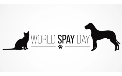 🌍🐾 World Spay Day 2026: A Global Movement to End Pet Overpopulation
